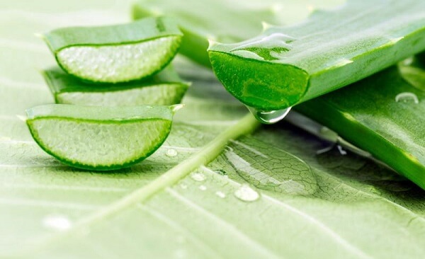 Trong nha đam có rất nhiều thành phần vitamin rất tốt cho làn da của bạn
